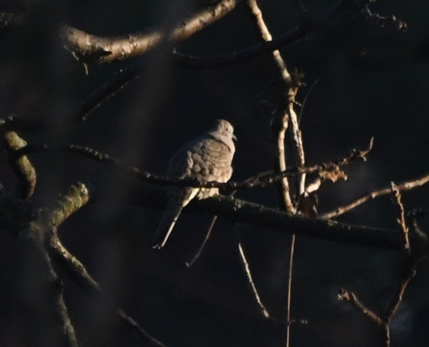 Inca Dove - ML645285315