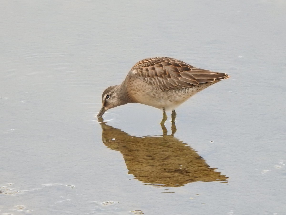Long-billed Dowitcher - ML645285316
