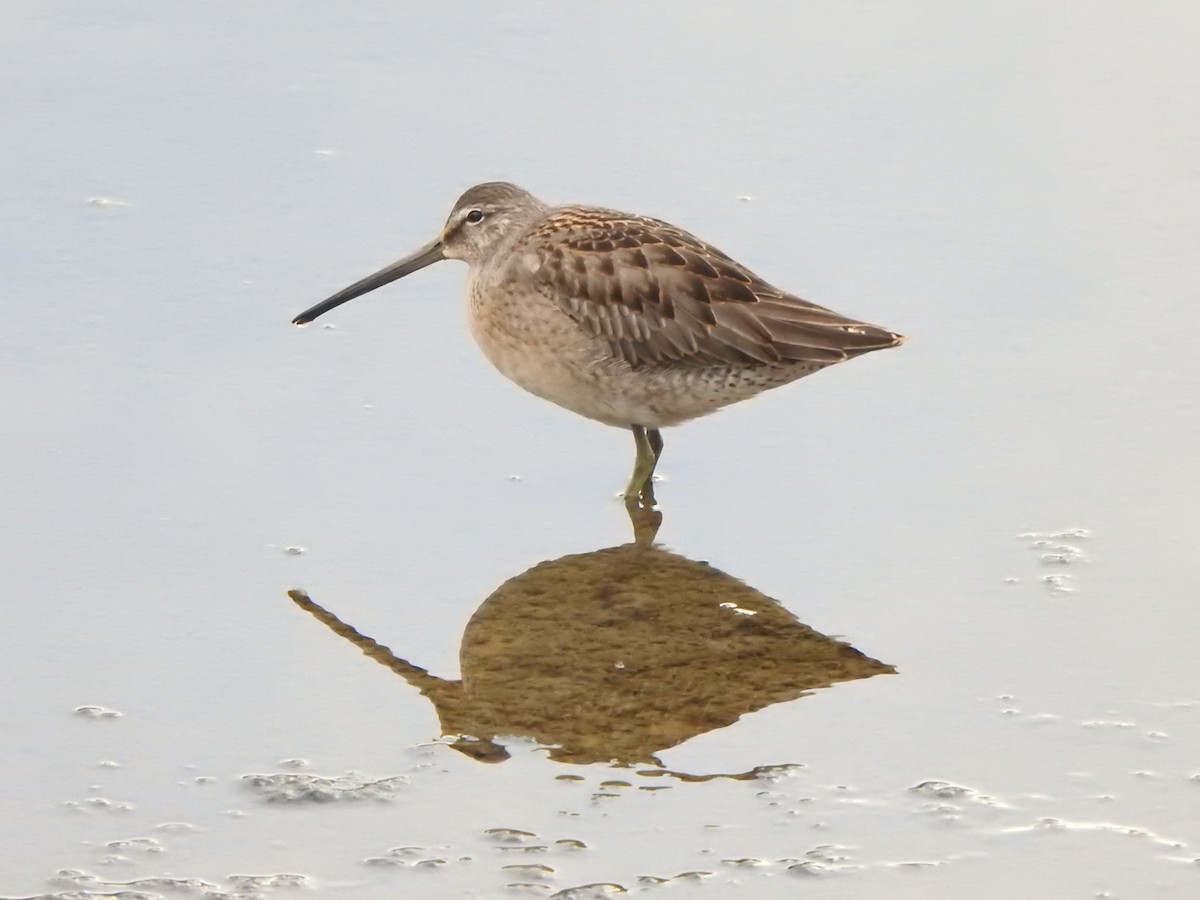 Long-billed Dowitcher - ML645285317