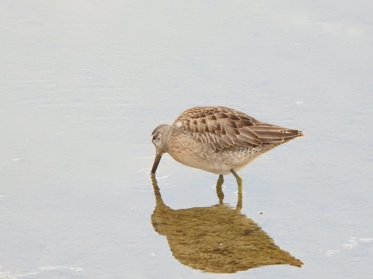 Long-billed Dowitcher - ML645285319
