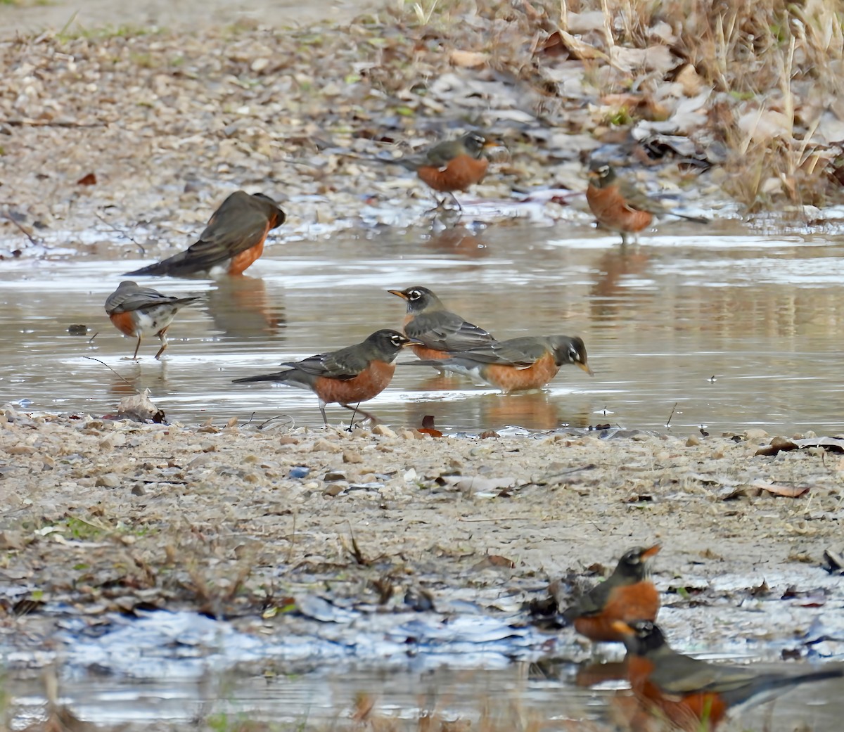 American Robin - ML645285321