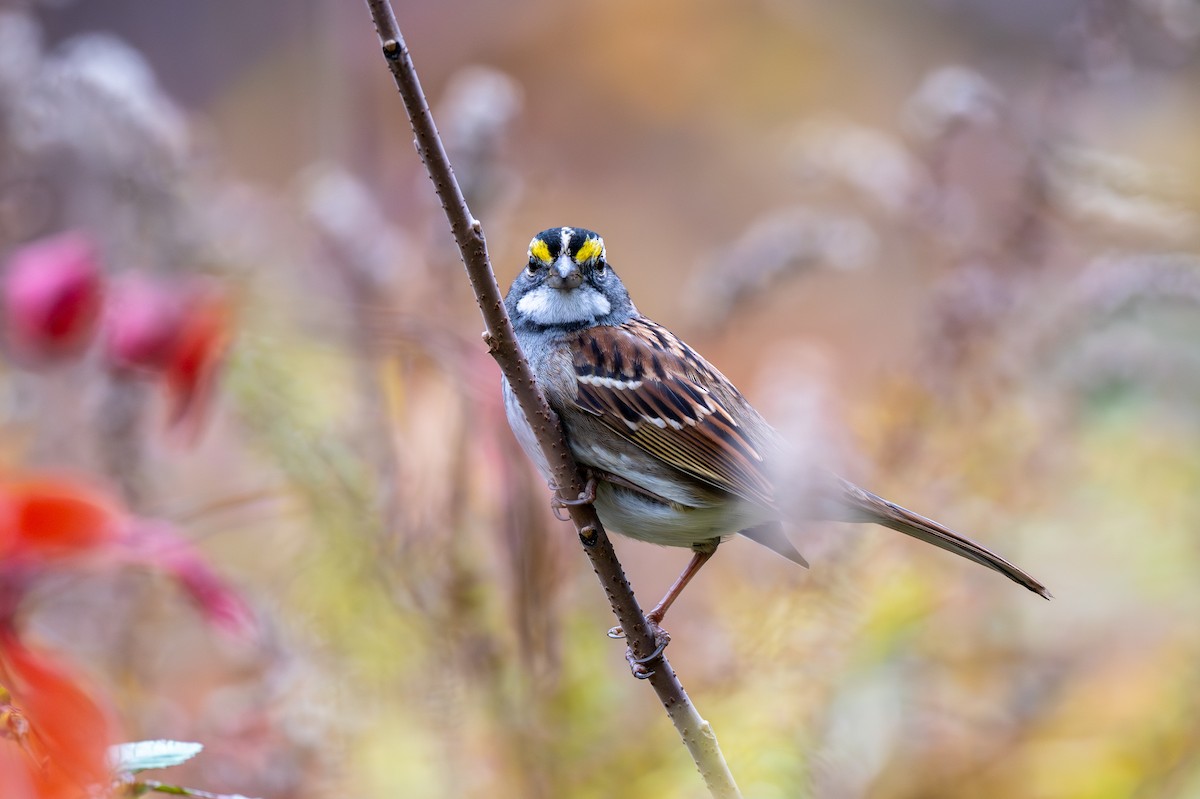 Белогорлая зонотрихия - ML645285332