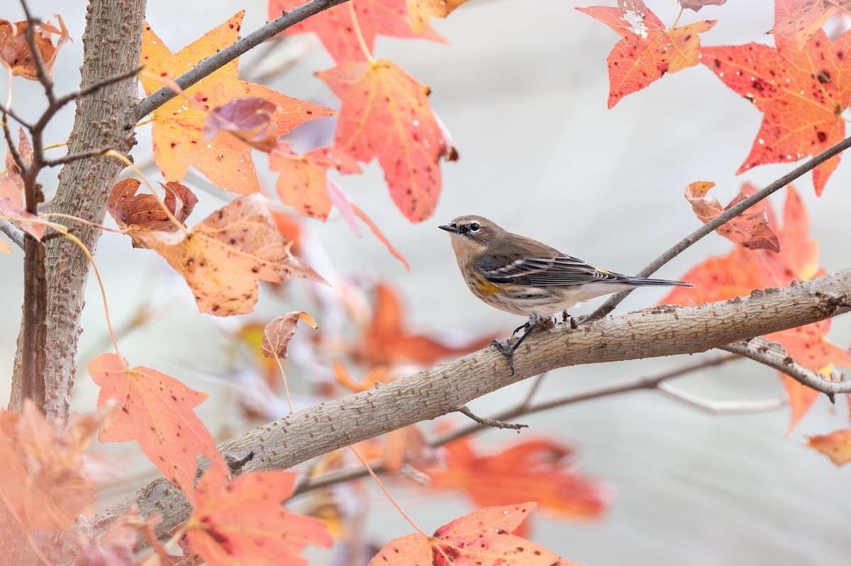 Миртовый певун - ML645285346