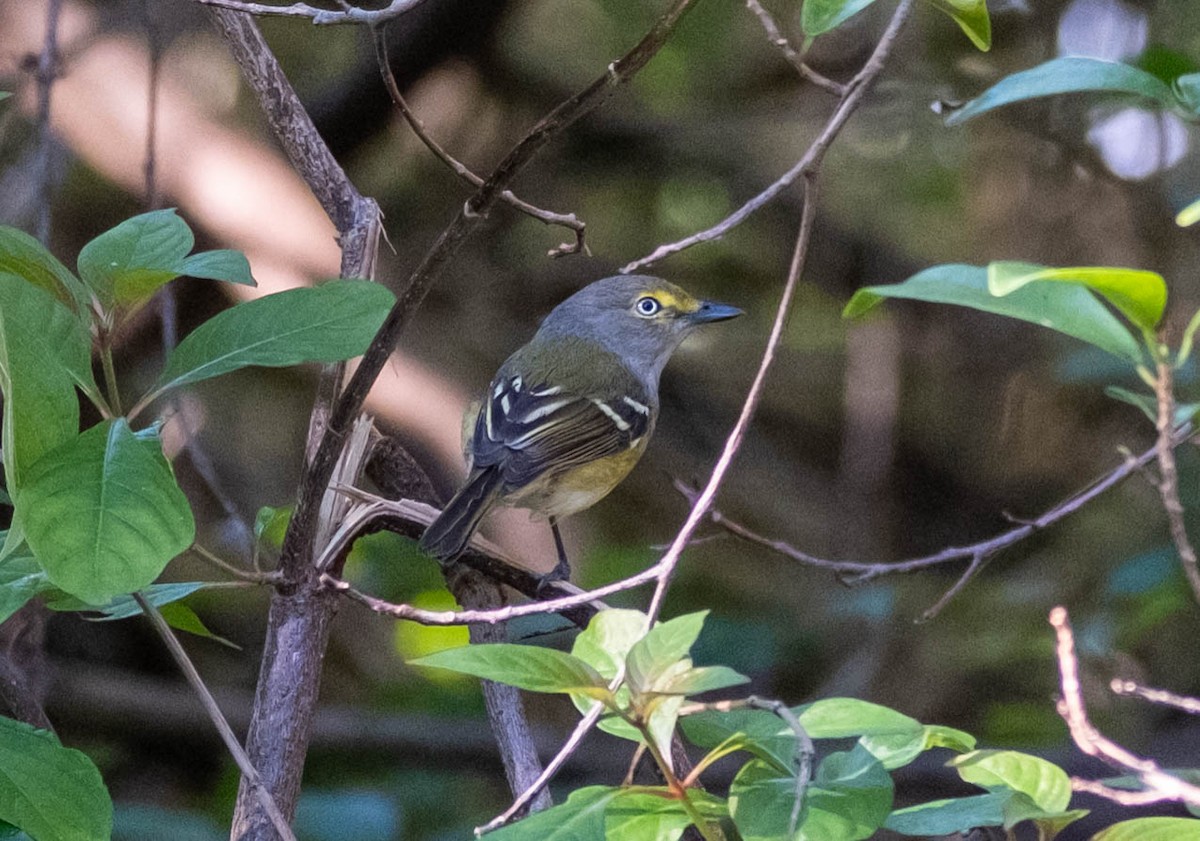 White-eyed Vireo - ML645285350