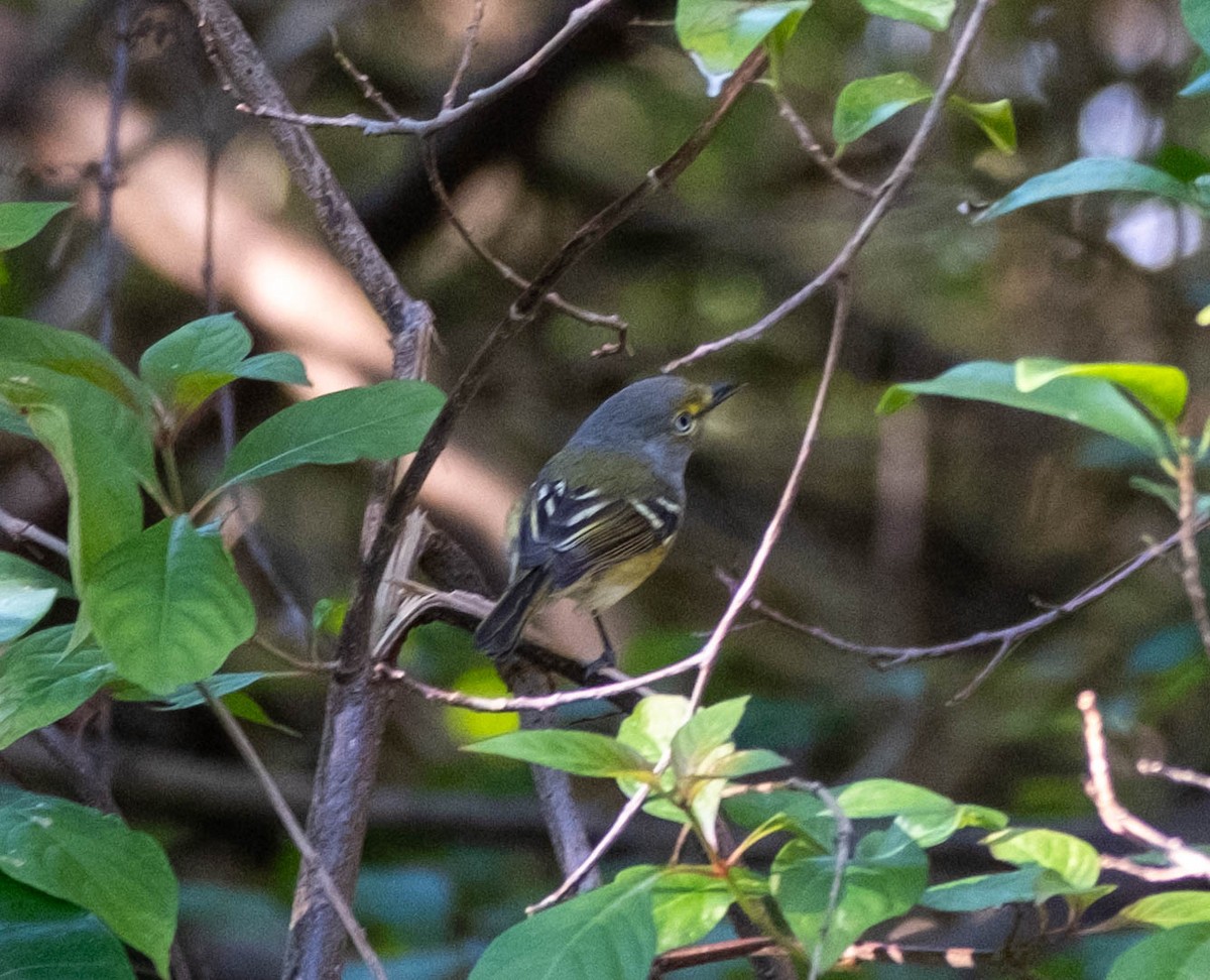 White-eyed Vireo - ML645285351