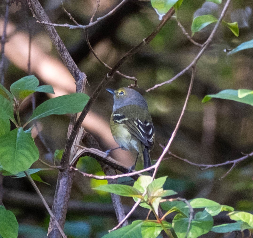 White-eyed Vireo - ML645285352