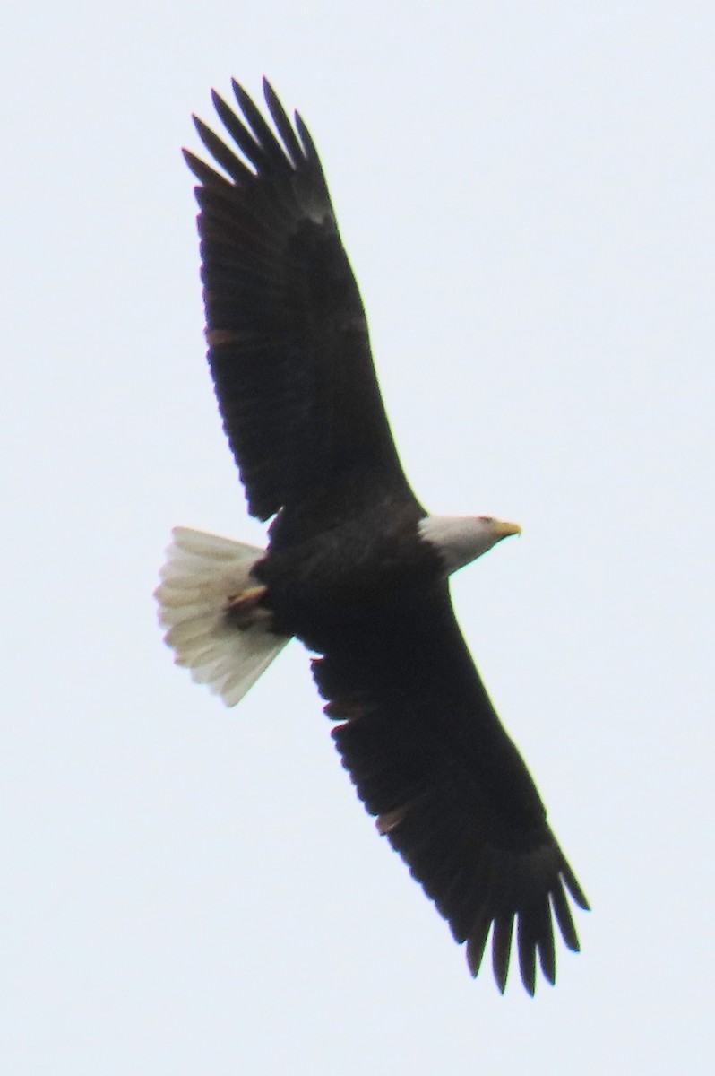 Орлан білоголовий - ML645285353