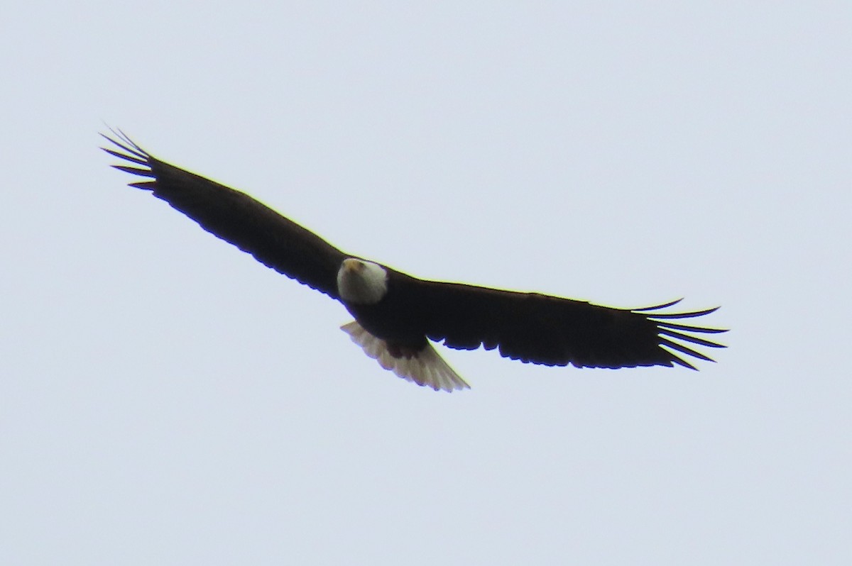 Орлан білоголовий - ML645285355