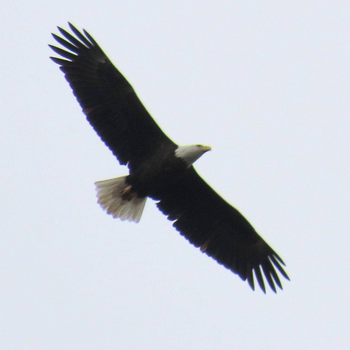 Орлан білоголовий - ML645285356