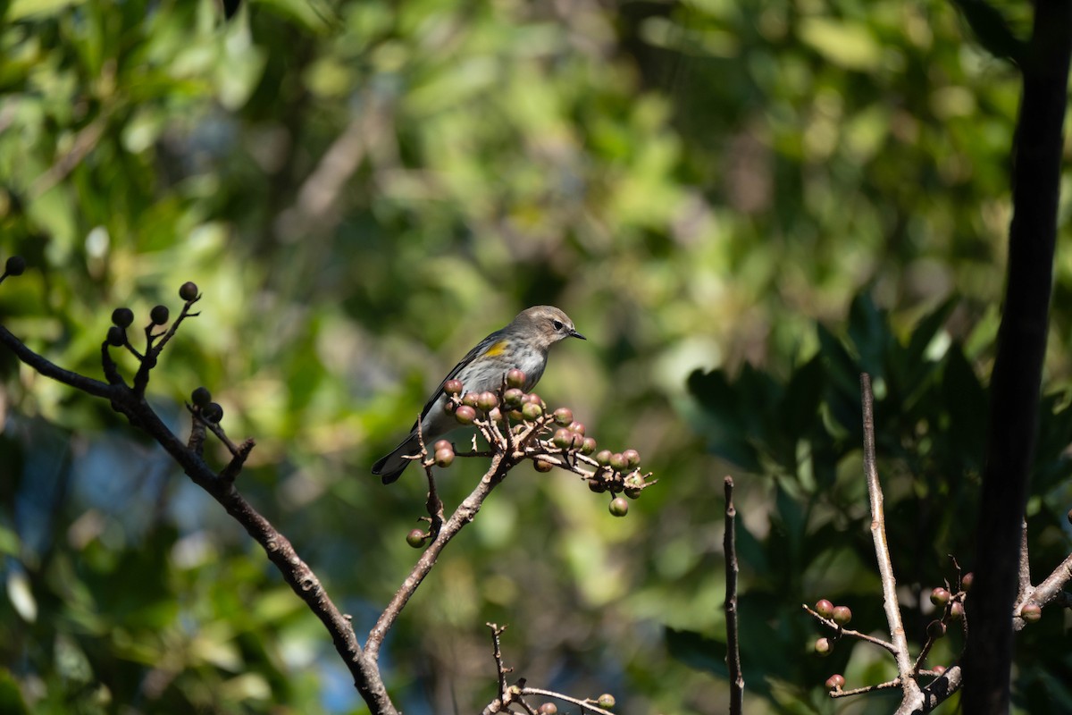 Yellow-rumped Warbler - ML645285363