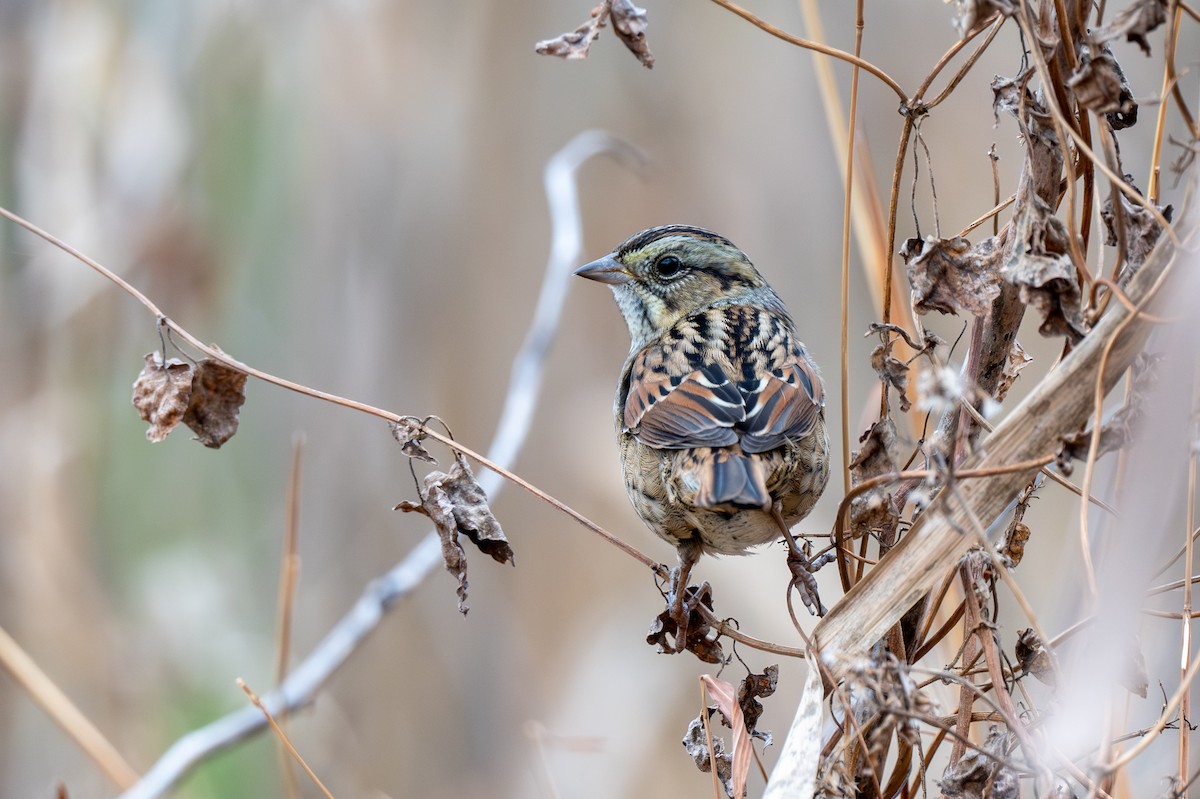 Болотная зонотрихия - ML645285377