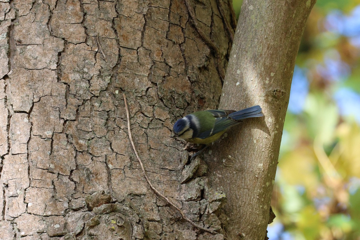 Herrerillo Común - ML645285379