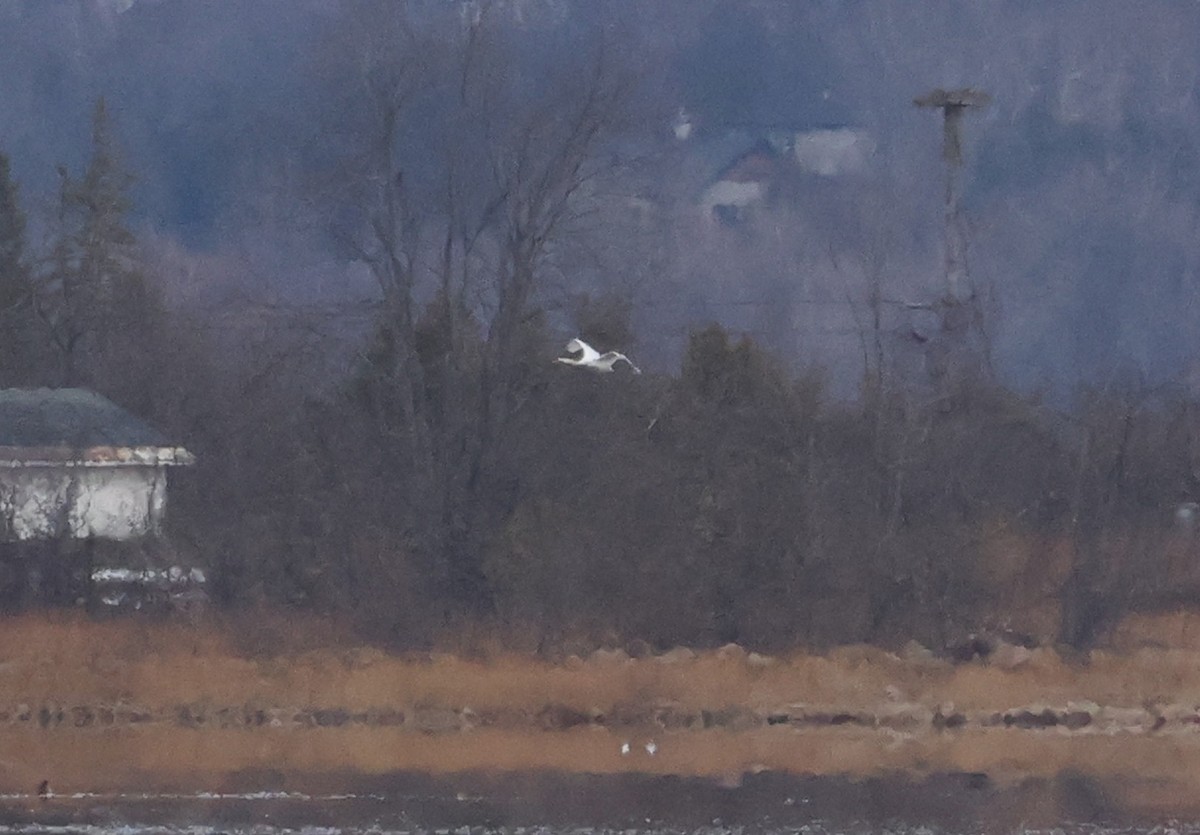 Mute Swan - ML645285380