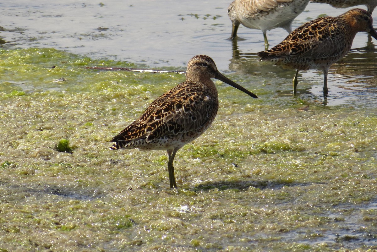 短嘴半蹼鷸 - ML645285382