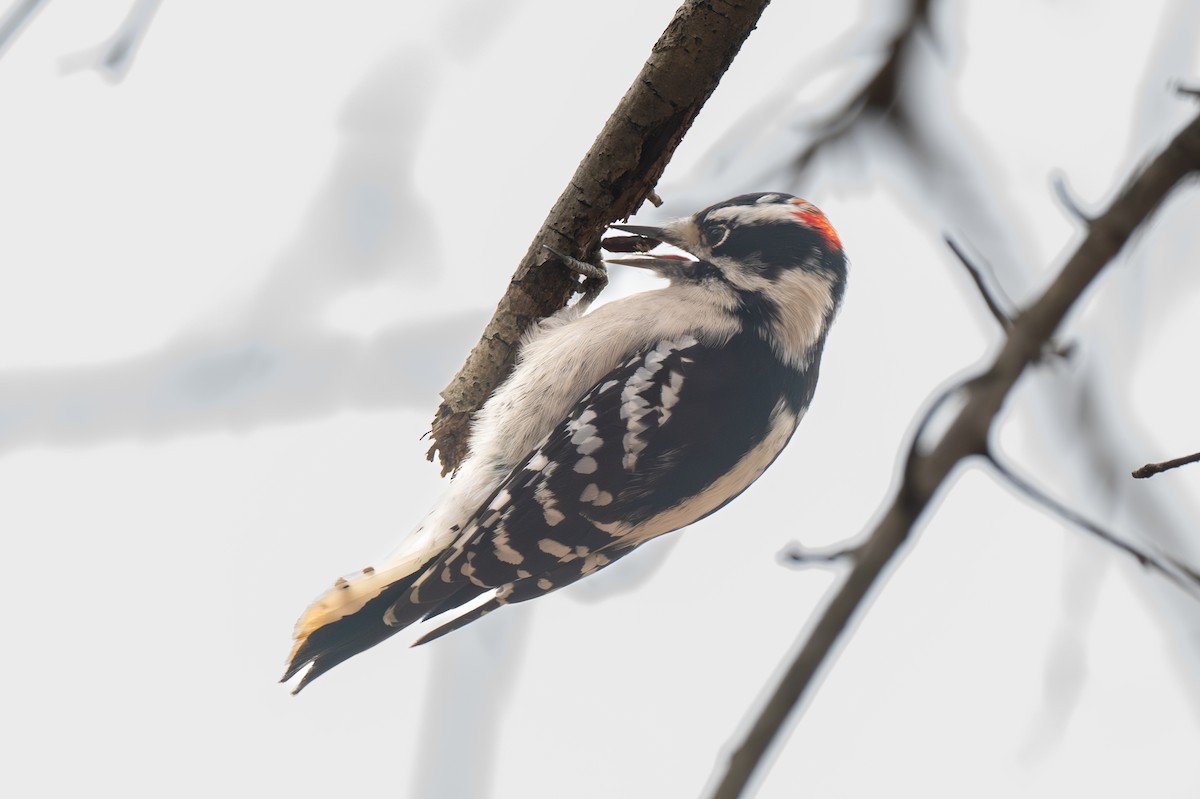 Пушистый дятел - ML645285384