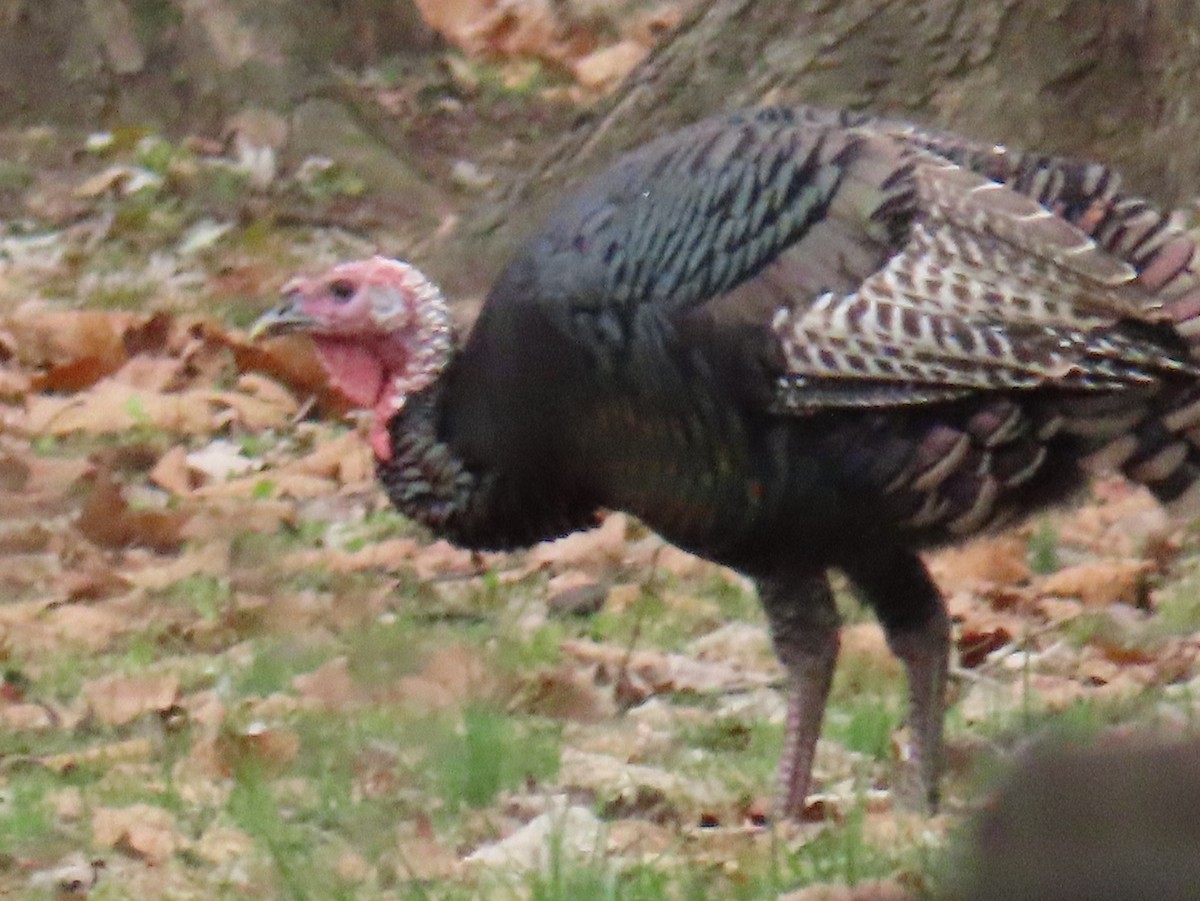 Індик великий - ML645285387