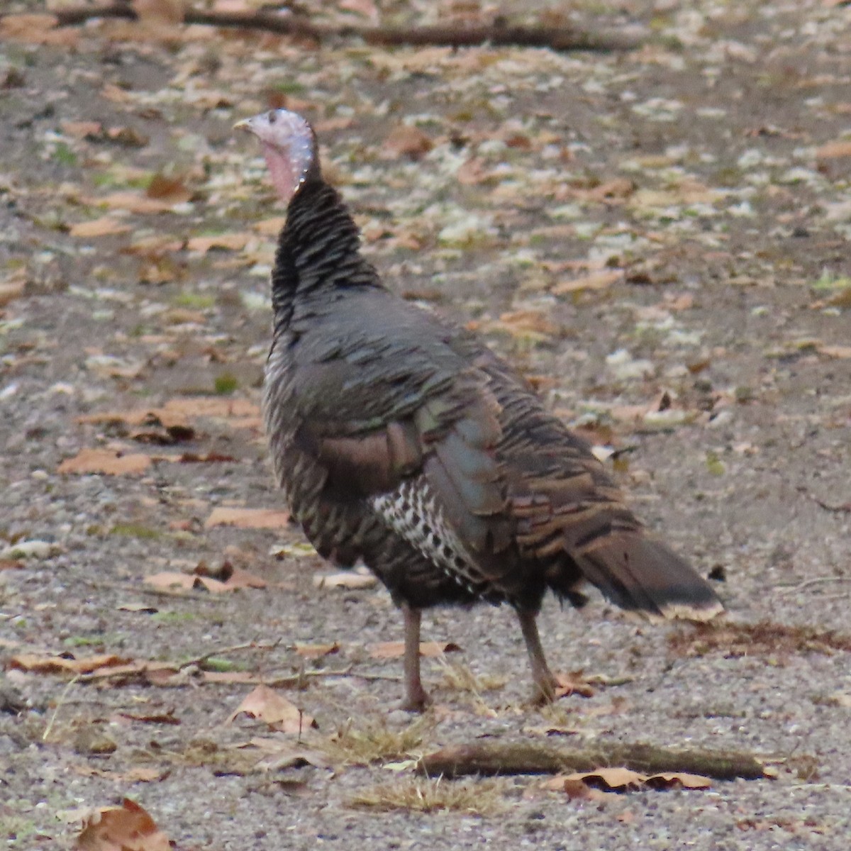 Індик великий - ML645285388