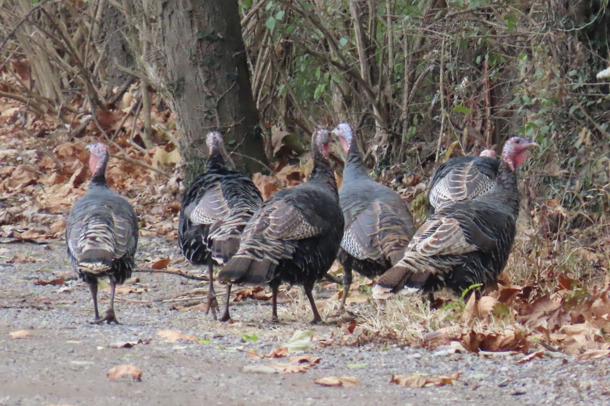 Індик великий - ML645285389