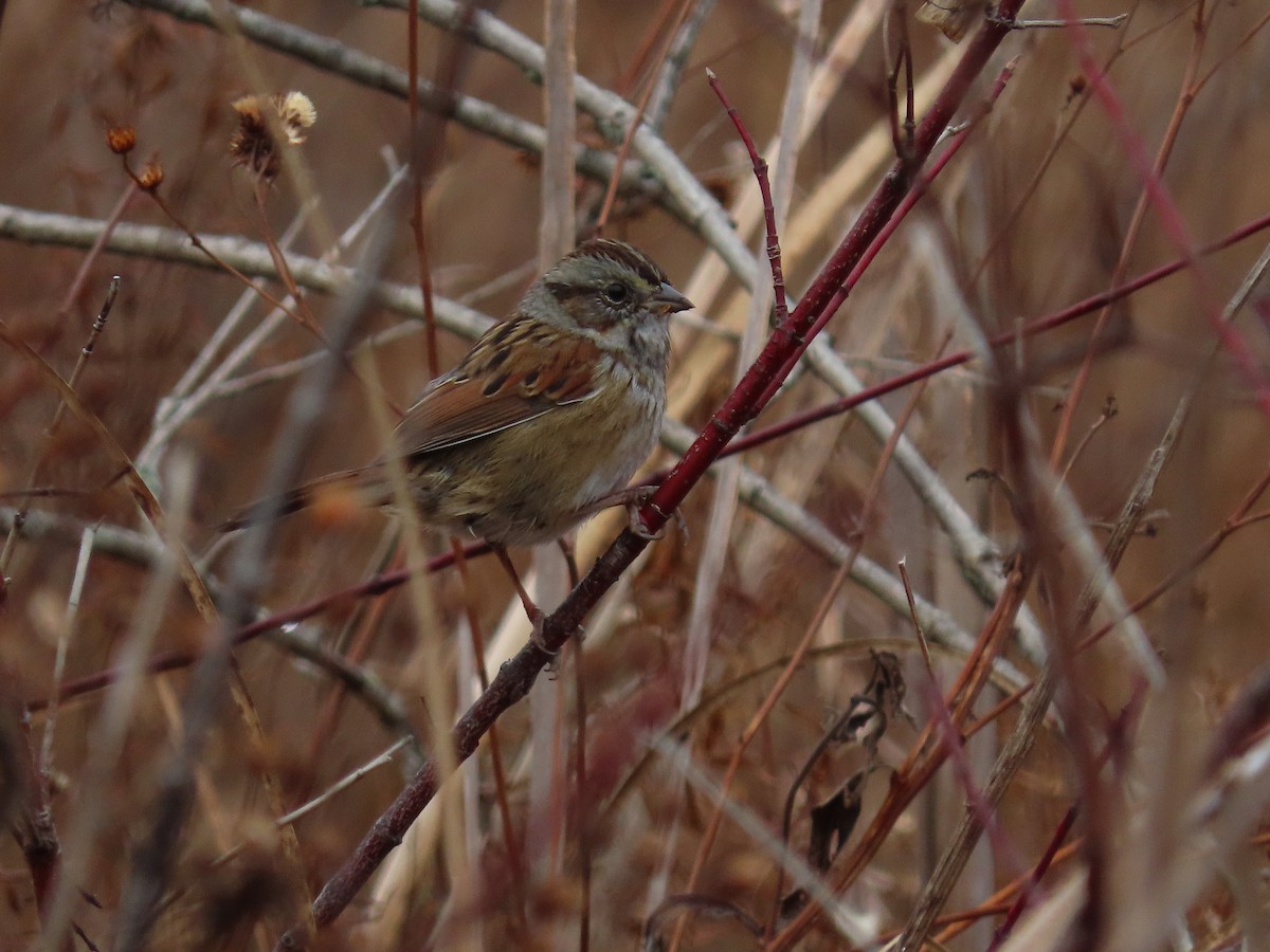 Swamp Sparrow - ML645285393