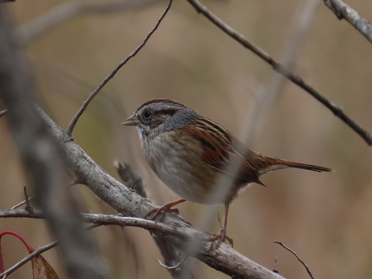 Swamp Sparrow - ML645285394