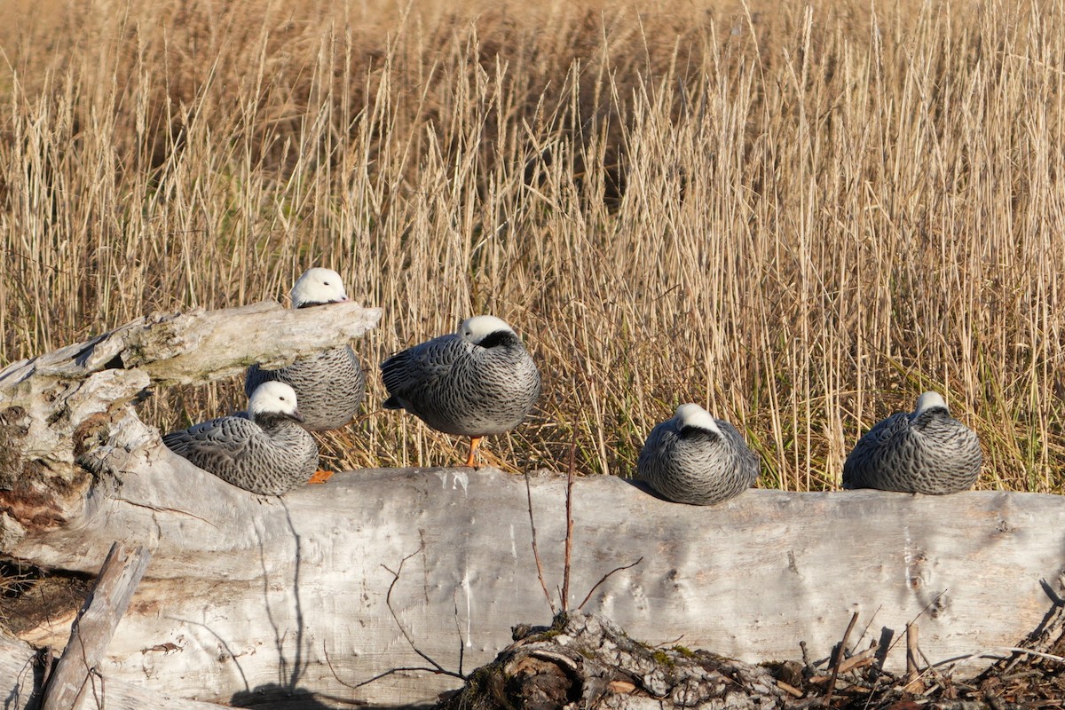 Emperor Goose - ML645285409