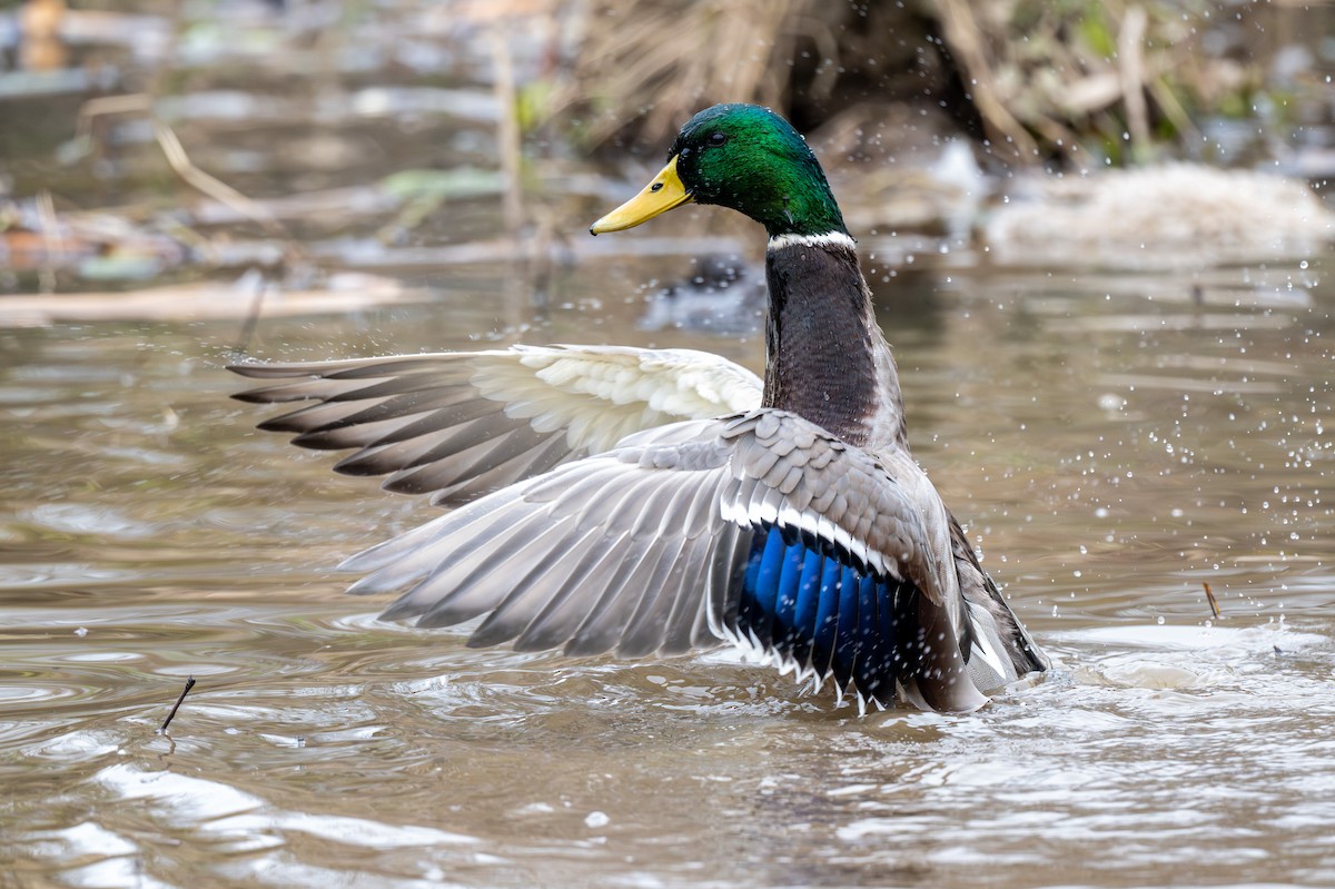 Кряква - ML645285418