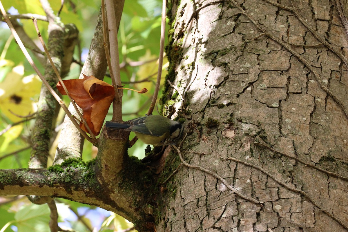 Herrerillo Común - ML645285419