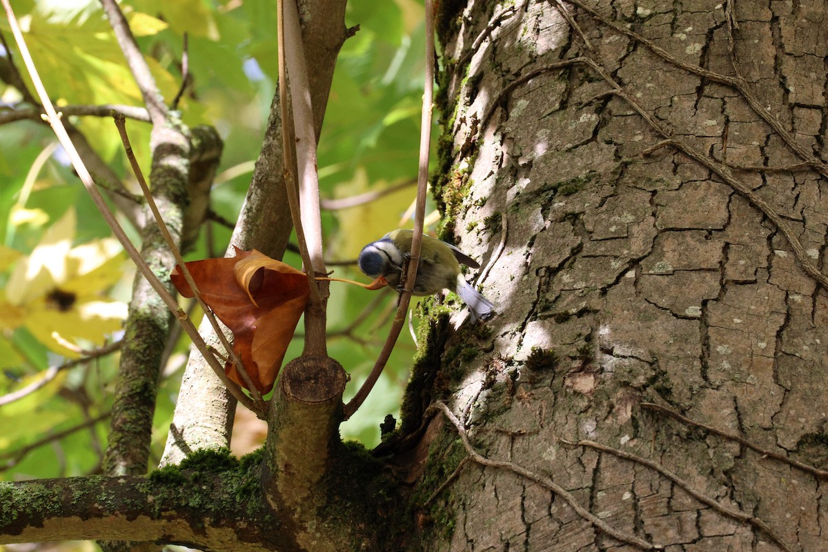 Herrerillo Común - ML645285420