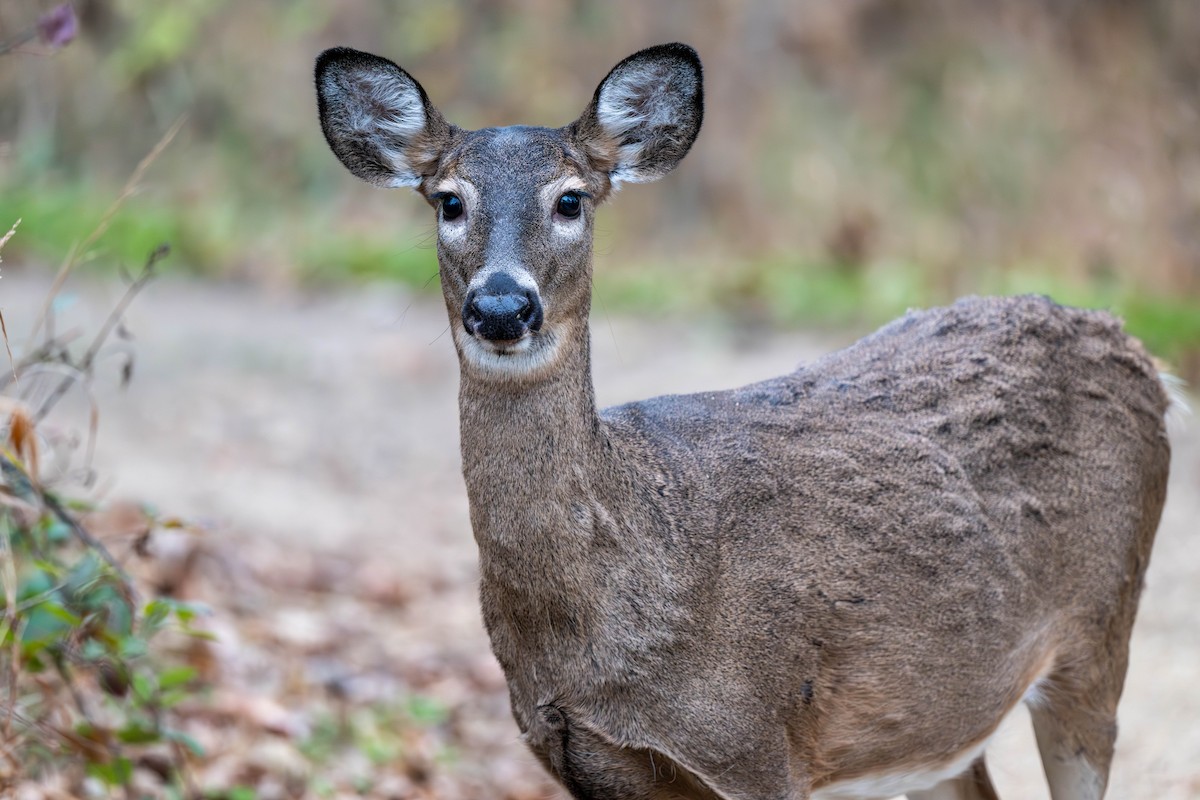 Белохвостый олень - ML645285421