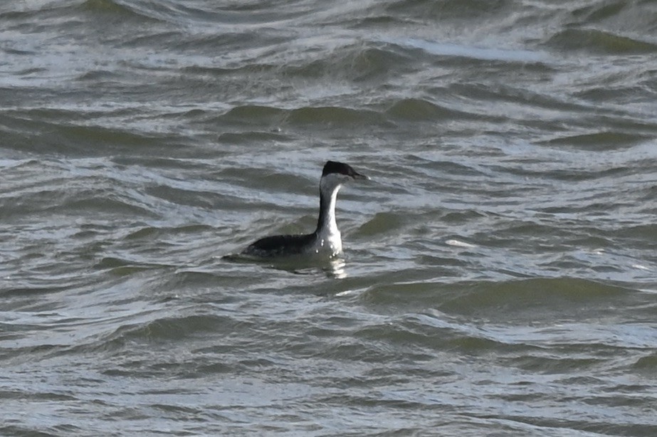 Zampullín Cuellirrojo - ML645285423