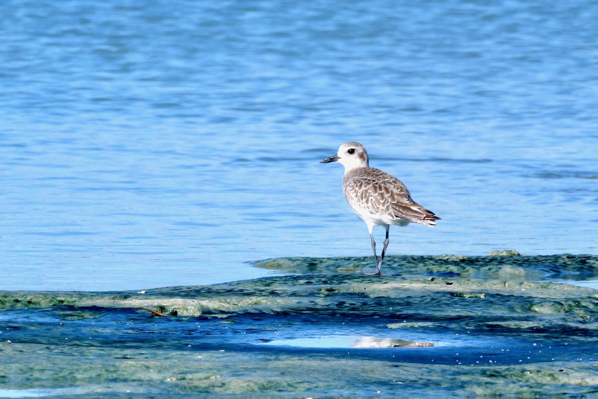 Black-bellied Plover - ML645285435