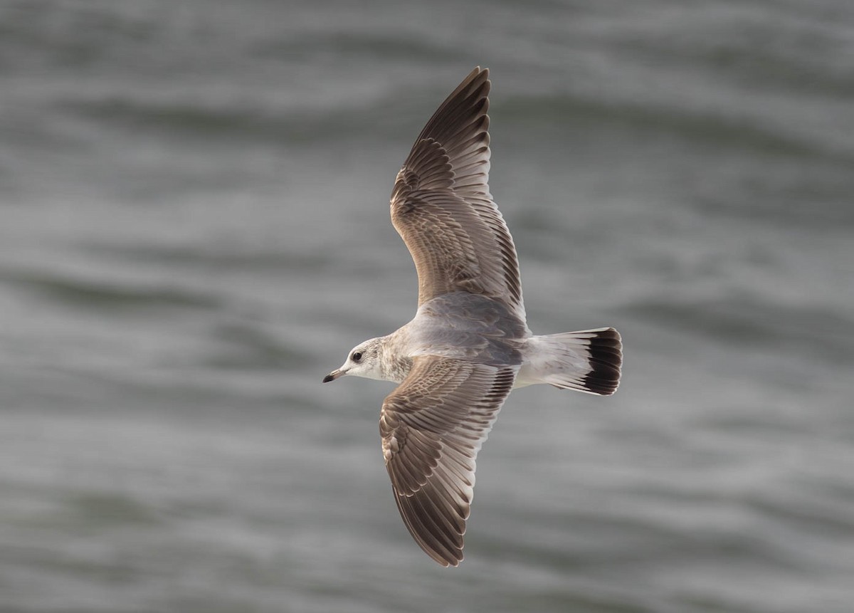 Common Gull - ML645285447