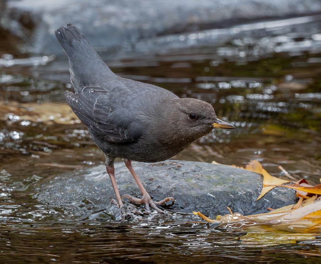 Ur-zozo iparramerikarra - ML645285451