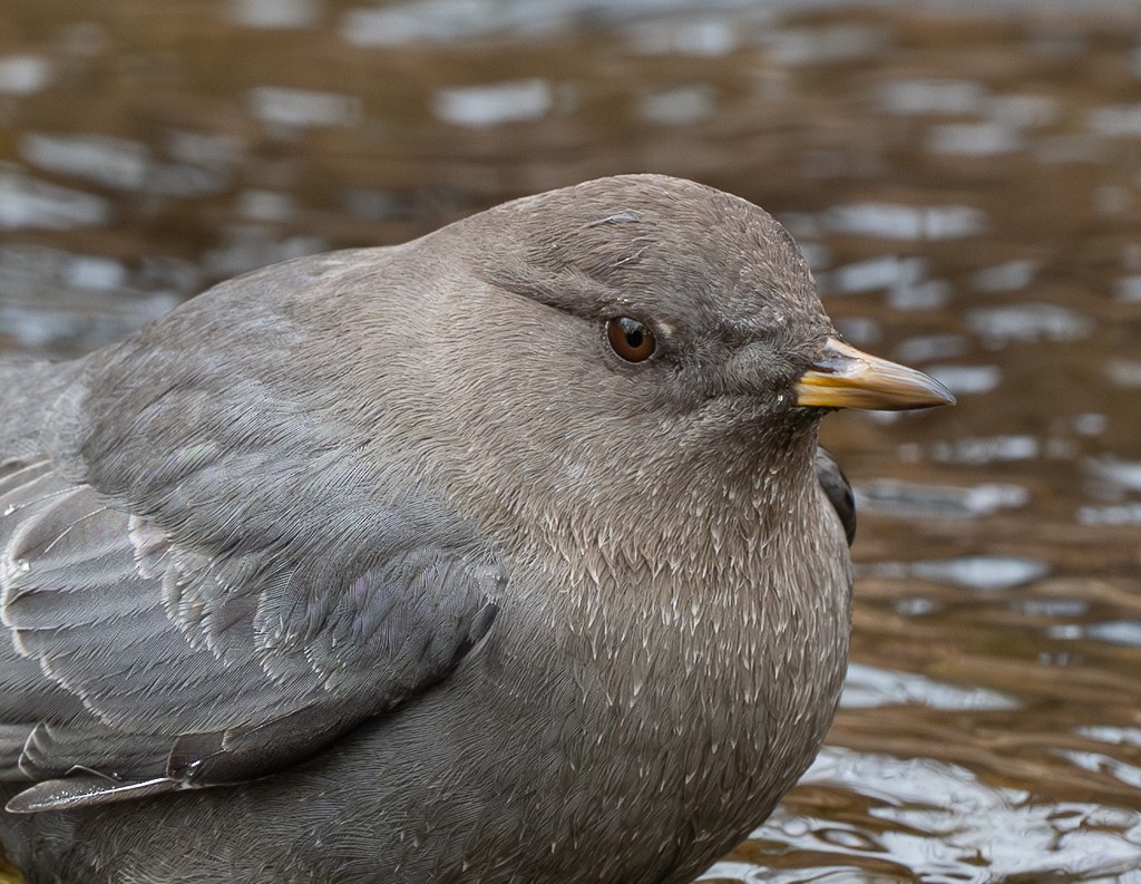 Ur-zozo iparramerikarra - ML645285452