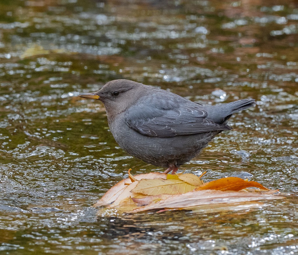 Ur-zozo iparramerikarra - ML645285453