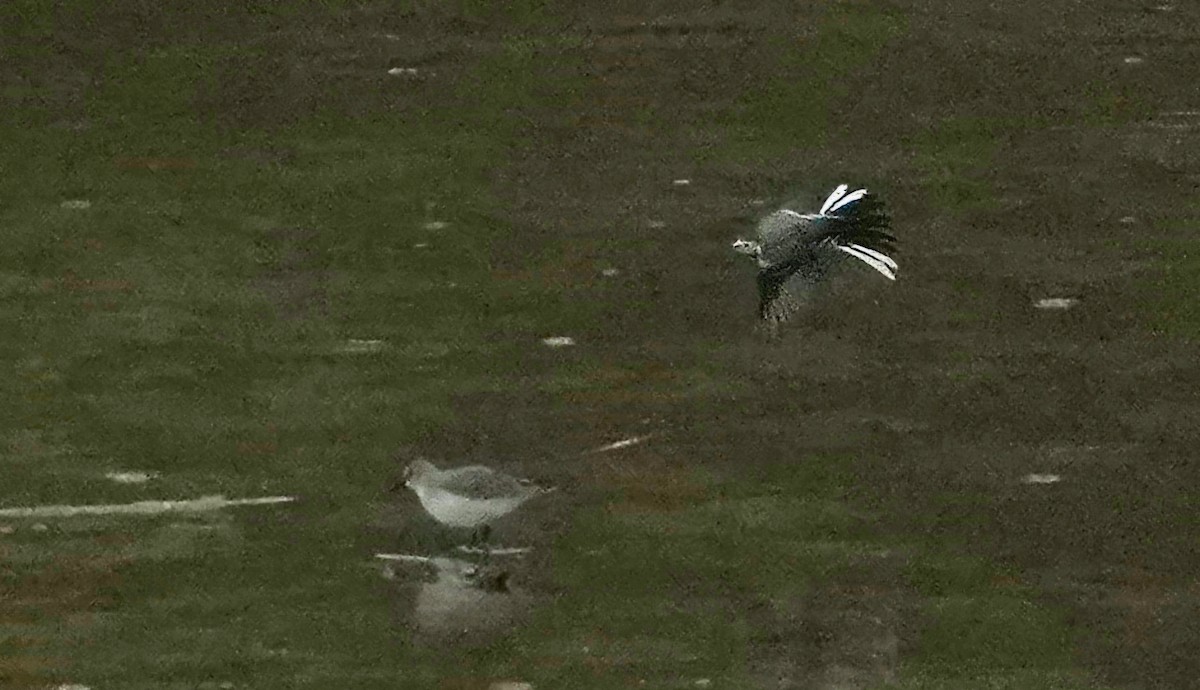 ヨーロッパトウネン - ML645285456