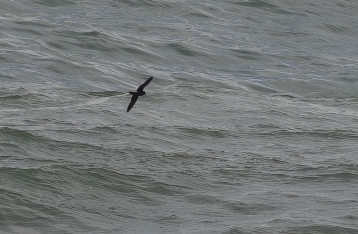 Leach's Storm-Petrel - ML645285467