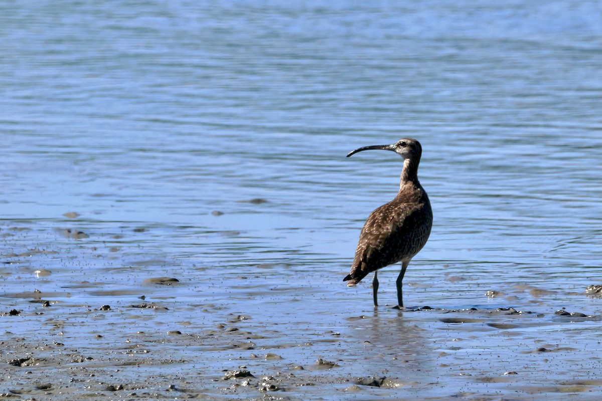Hudsonian Whimbrel - ML645285474