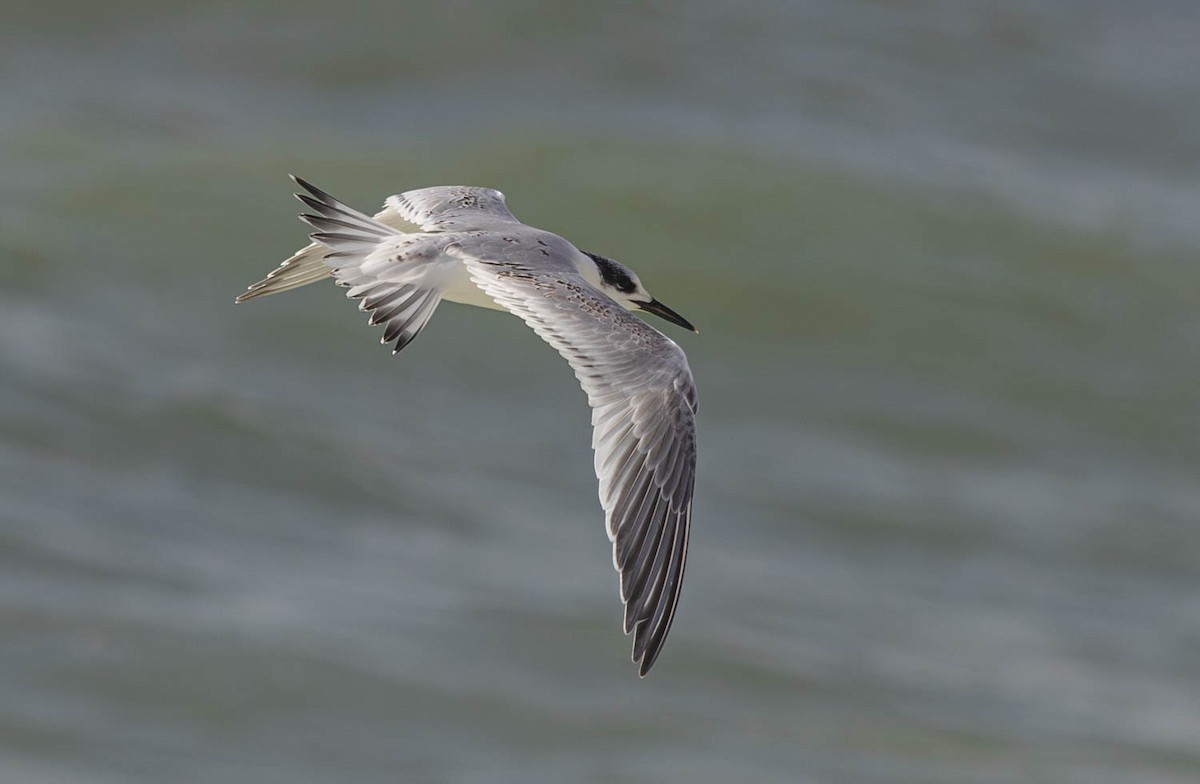 Sandwich Tern - ML645285476