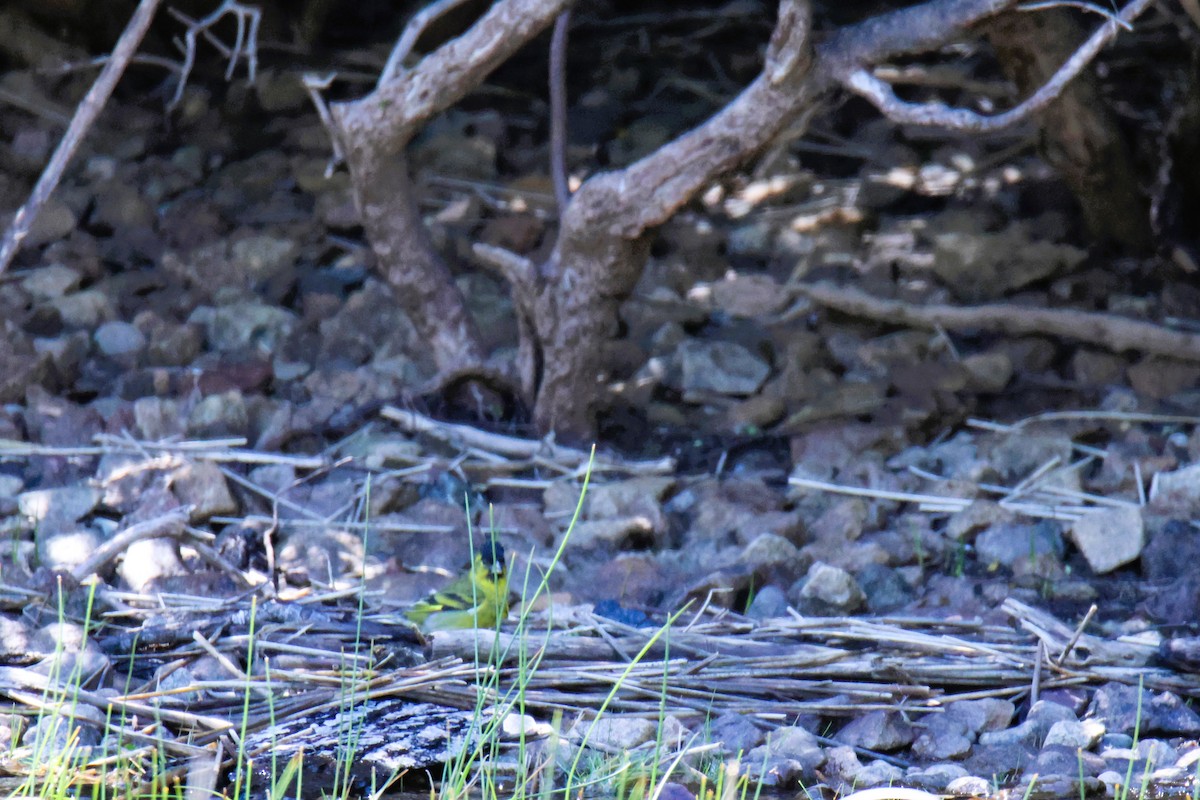 čížek vousatý - ML645285478