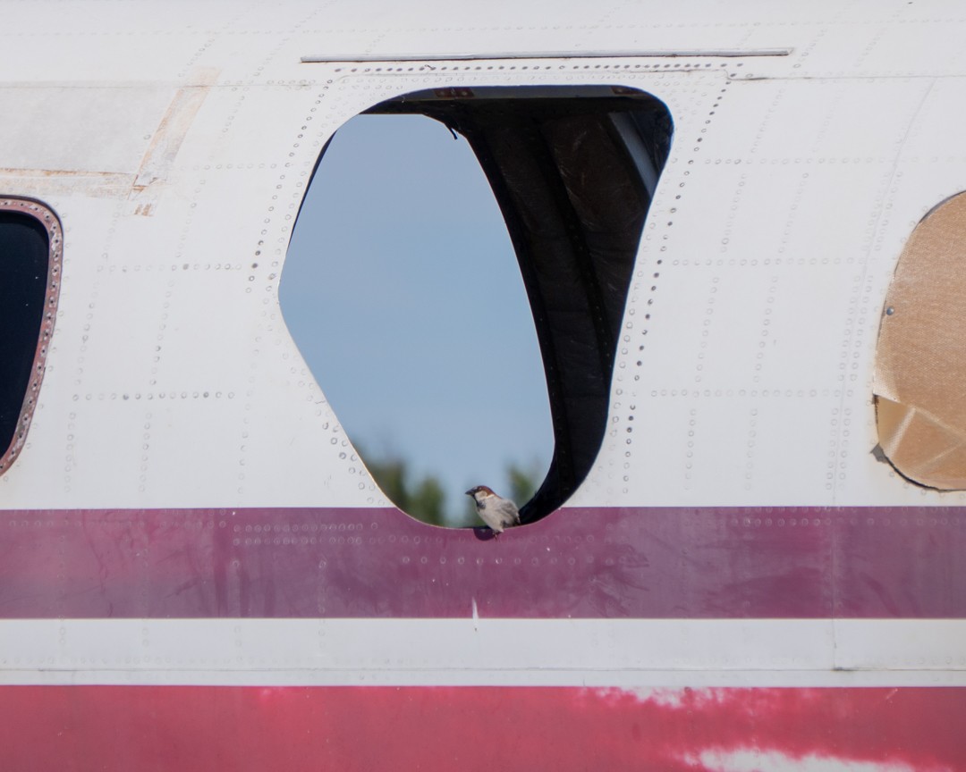 House Sparrow - ML645285480