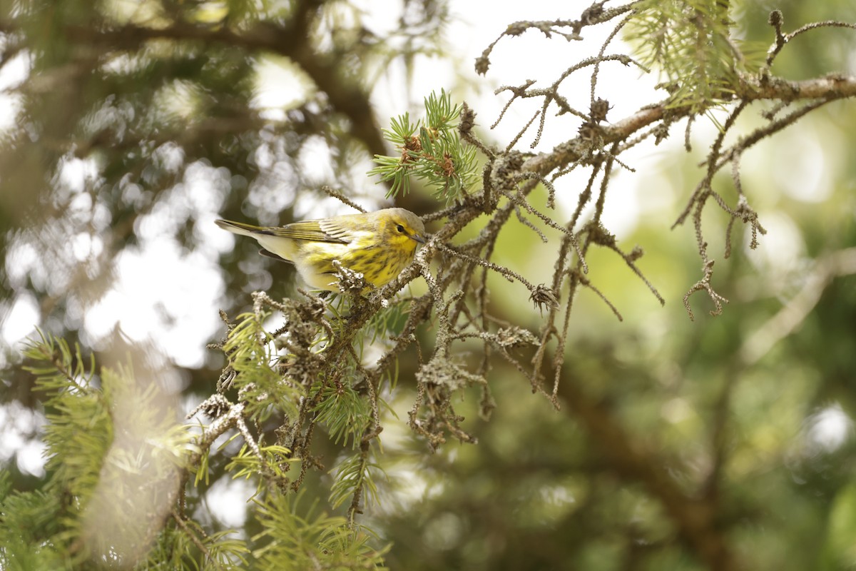 Cape May Warbler - ML645285506