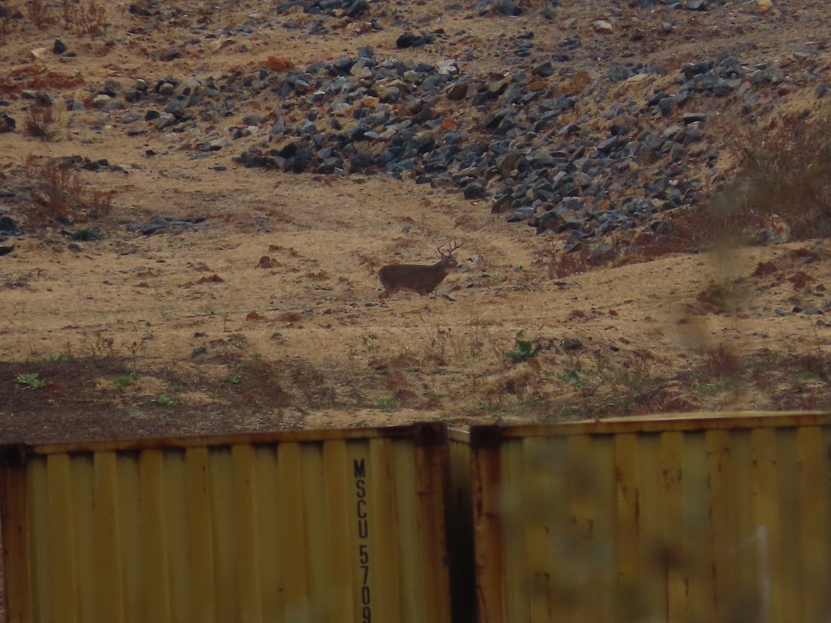 White-tailed Deer - ML645285538