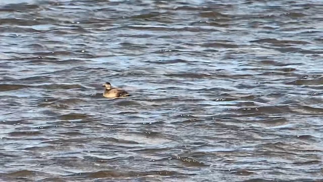 Black Scoter - ML645285543