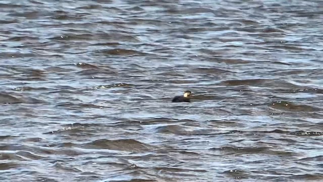 Black Scoter - ML645285545