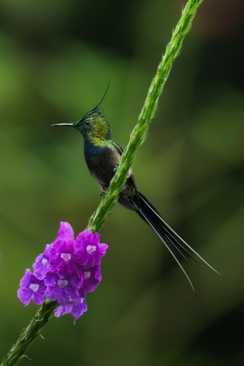Wire-crested Thorntail - ML645285570