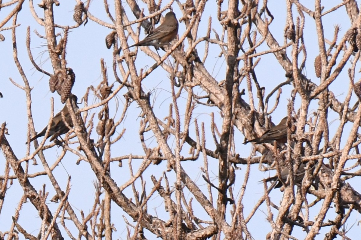 American Robin - ML645285579