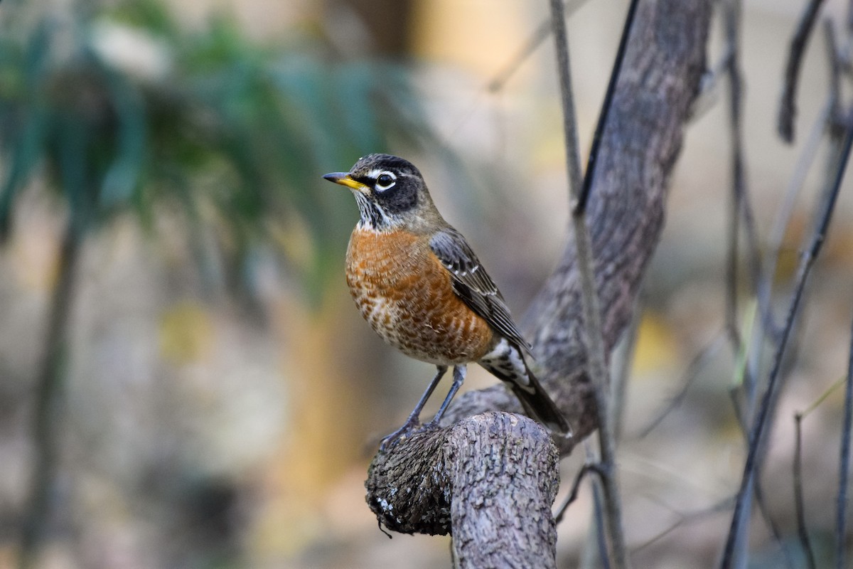 American Robin - ML645285581