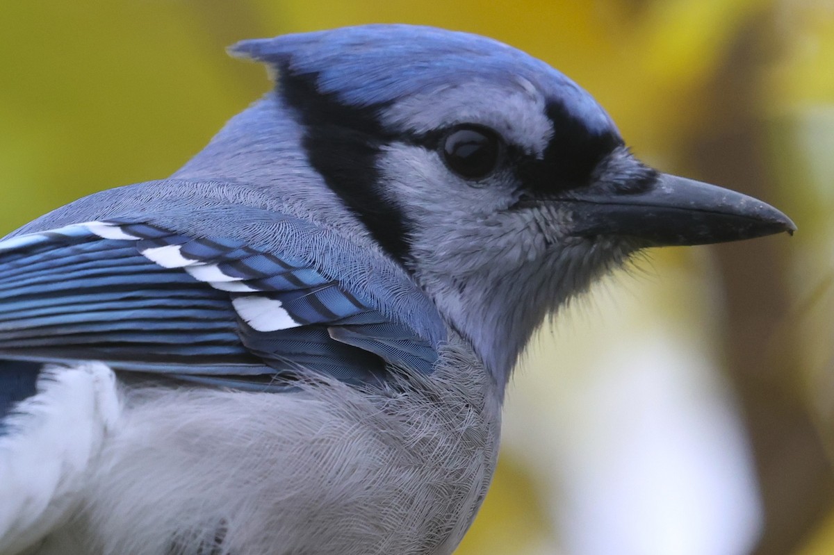 Blue Jay - ML645285588