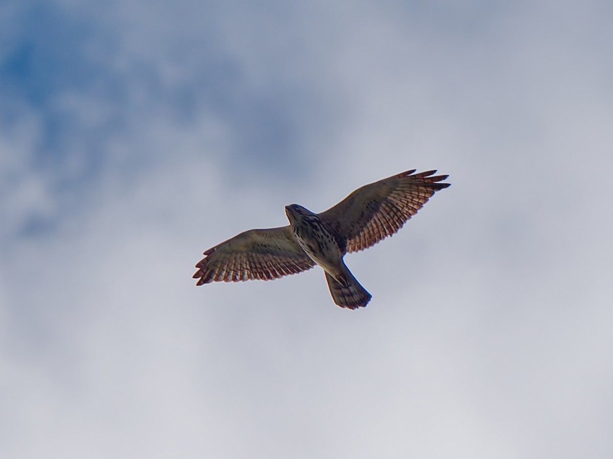 káně širokokřídlá - ML645285591